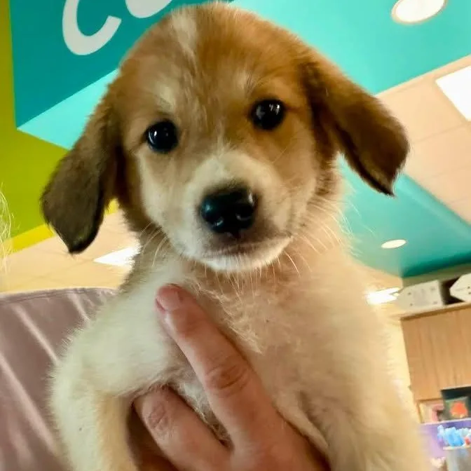 A baby large-sized female White / Cream Great Pyrenees dog named Amara for adoption in Hamilton , NJ