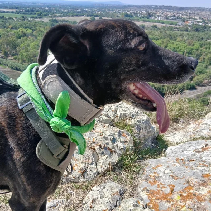 A senior large-sized male Brindle Mixed Breed dog named Mr. Worldwide for adoption in Aldie, VA