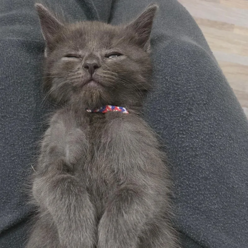 A baby small-sized male Gray / Blue / Silver Domestic Short Hair cat named Buckwheat for adoption in Enfield, NH