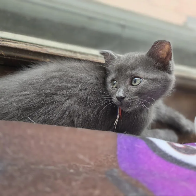Buckwheat thumbnail 2