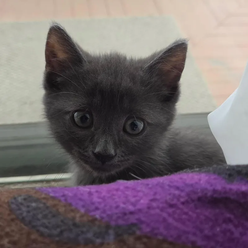Buckwheat thumbnail 3