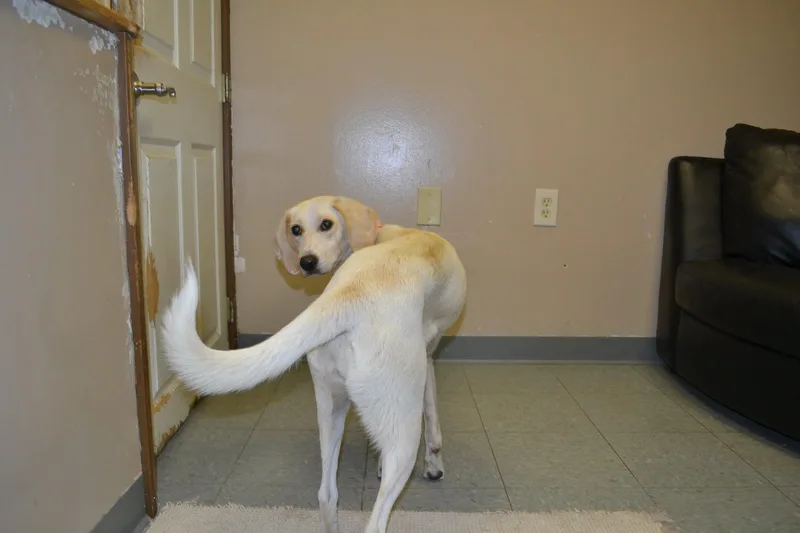 A young medium-sized female Yellow / Tan / Blond / Fawn Labrador Retriever dog named Holly for adoption in Chardon, OH
