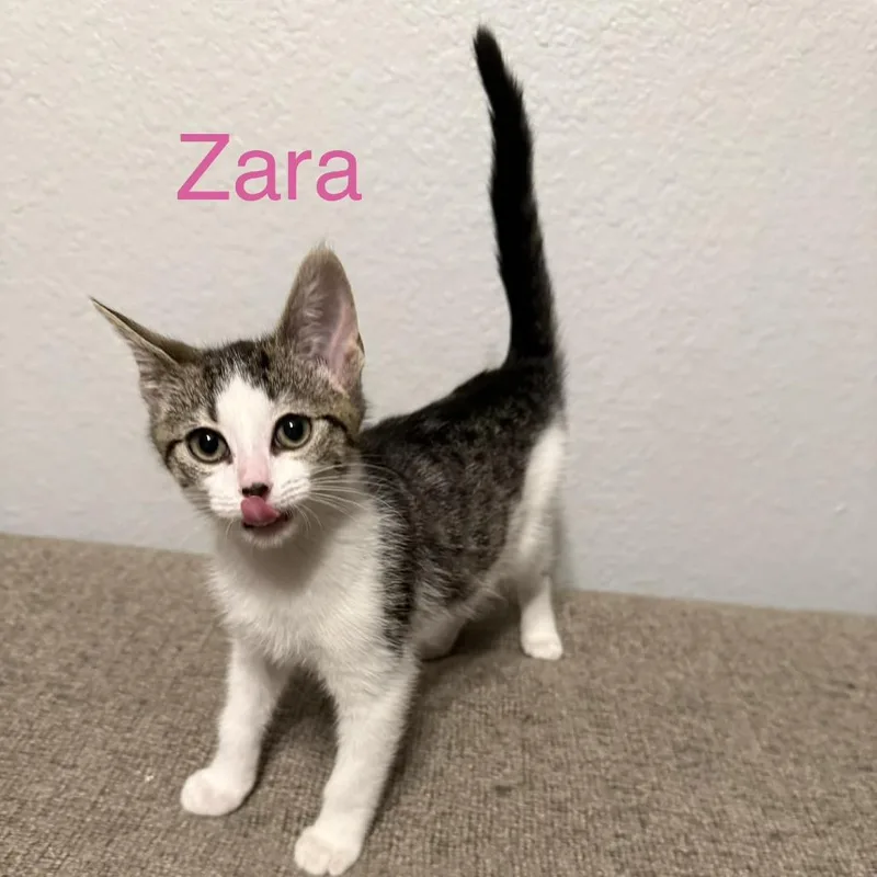 A baby small-sized female Brown / Chocolate Domestic Short Hair cat named Zara for adoption in Carmel, IN