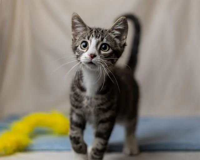 A baby small-sized male Domestic Short Hair cat named Slate for adoption in Ames, IA