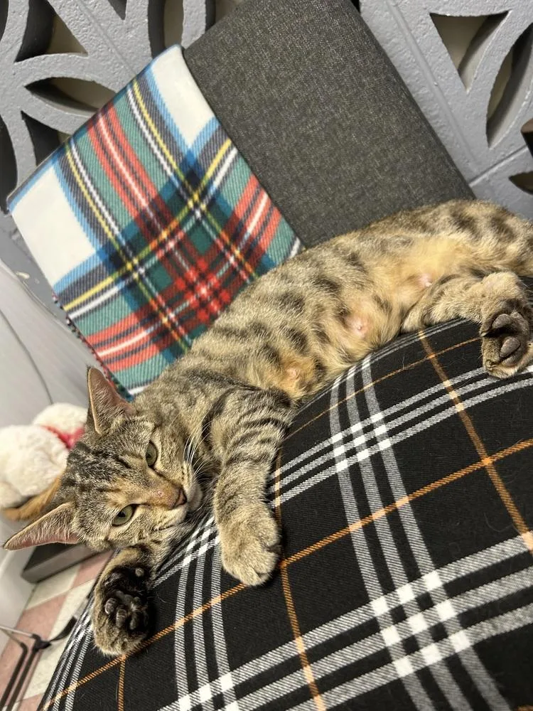 An adult medium-sized female Domestic Short Hair cat named Olivia for adoption in Ontario, CA