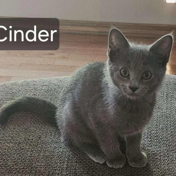 A baby small-sized female Gray / Blue / Silver Domestic Short Hair cat named Cinder for adoption in Rochester, MN