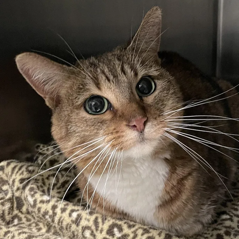 A senior small-sized female Brown / Chocolate Domestic Short Hair cat named Wisteria for adoption in West Des Moines, IA