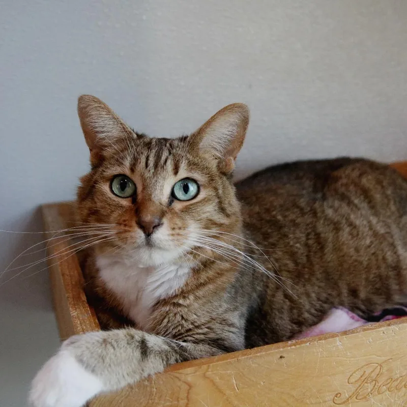 Wisteria thumbnail 2