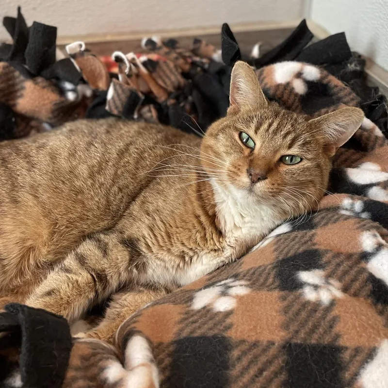 Wisteria thumbnail 3