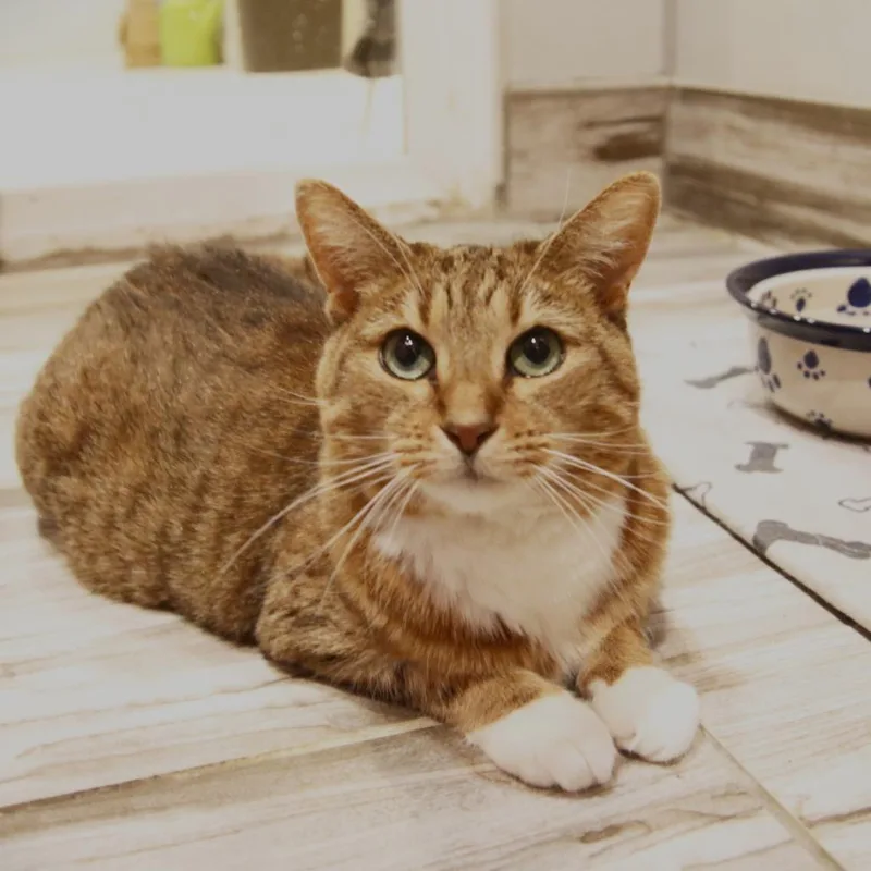 Wisteria thumbnail 4