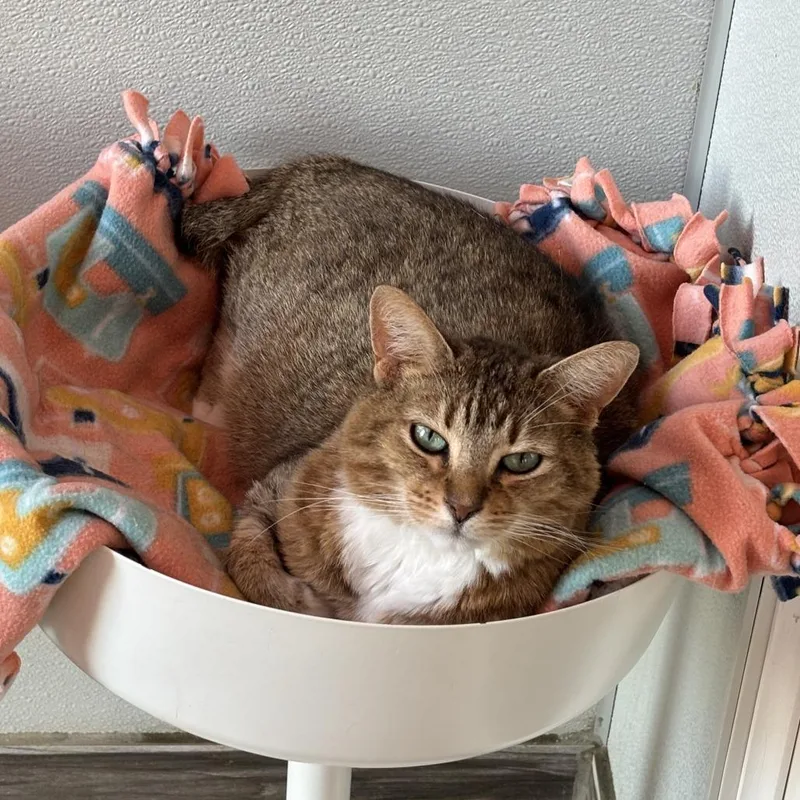 Wisteria thumbnail 5