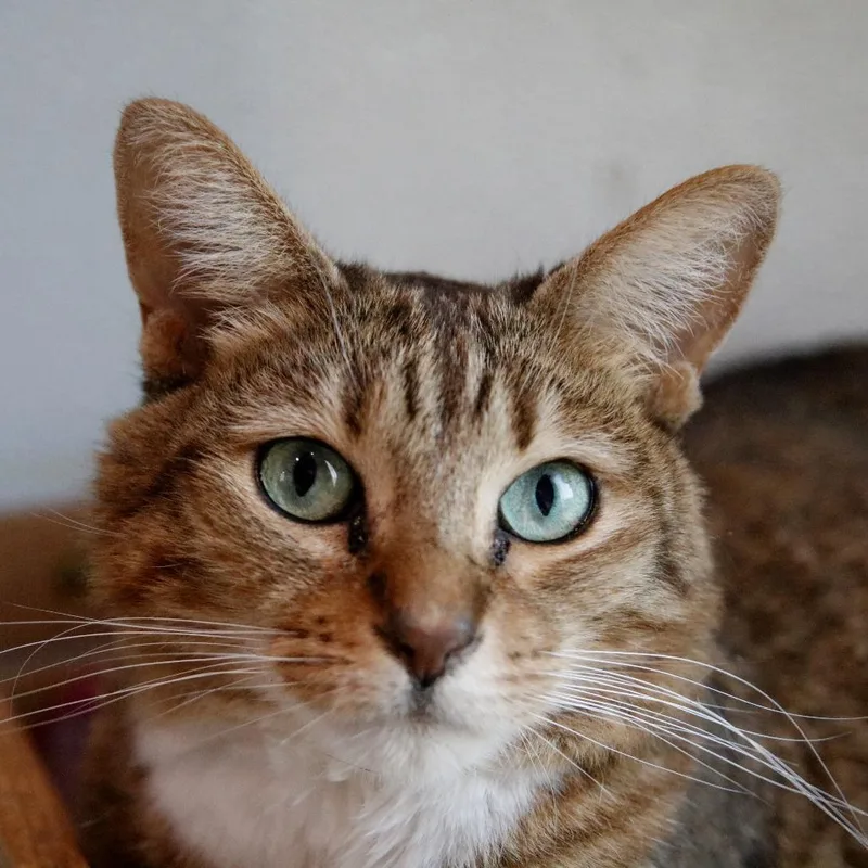 Wisteria thumbnail 6