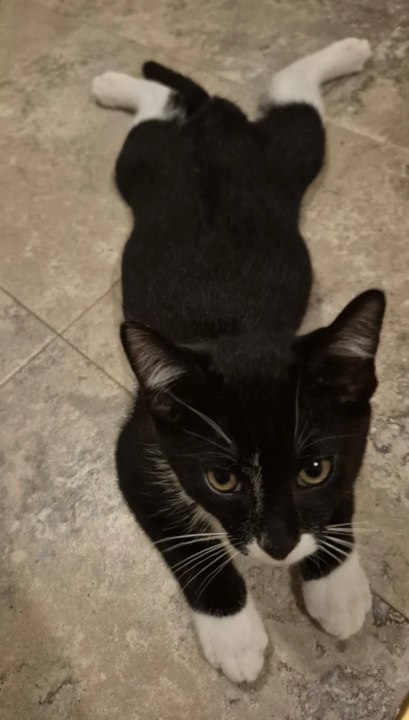 A baby small-sized male Black & White / Tuxedo Domestic Short Hair cat named Penguin for adoption in Bellmawr, NJ