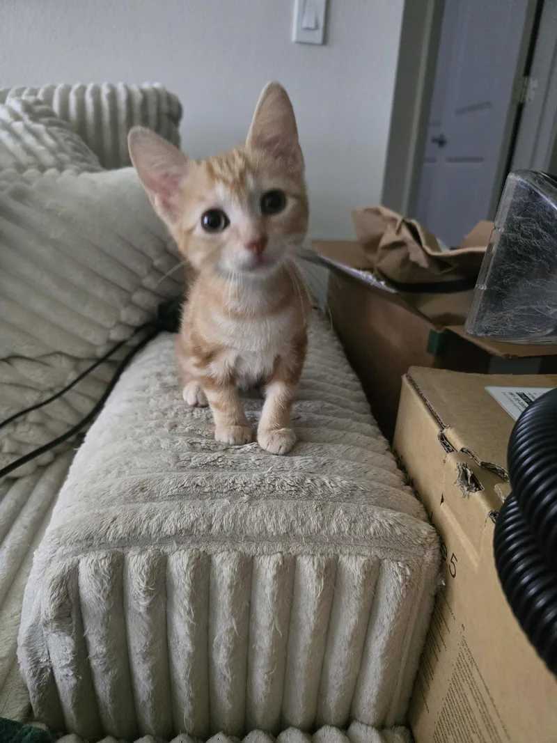 A baby medium-sized male Orange / Red Domestic Short Hair cat named Clementine for adoption in Orlando, FL