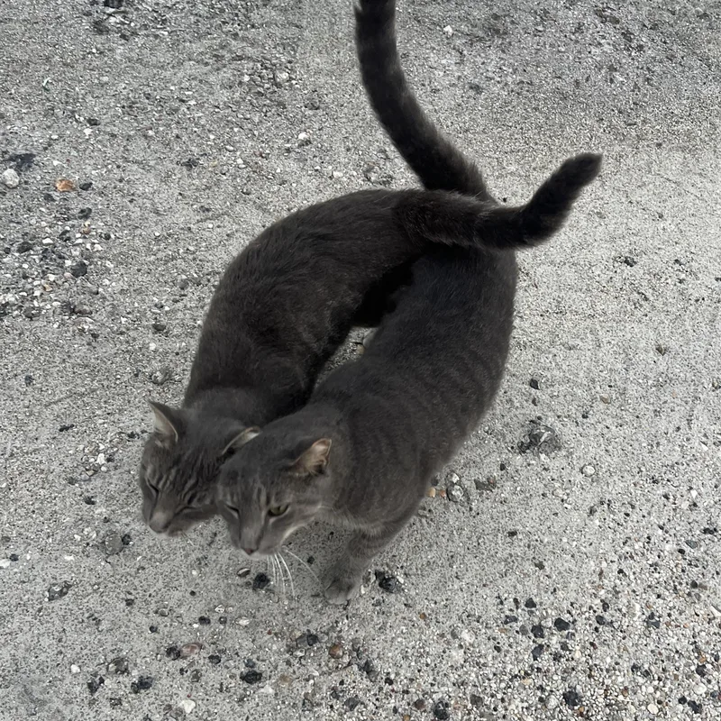 Lloyd & Larry thumbnail 2