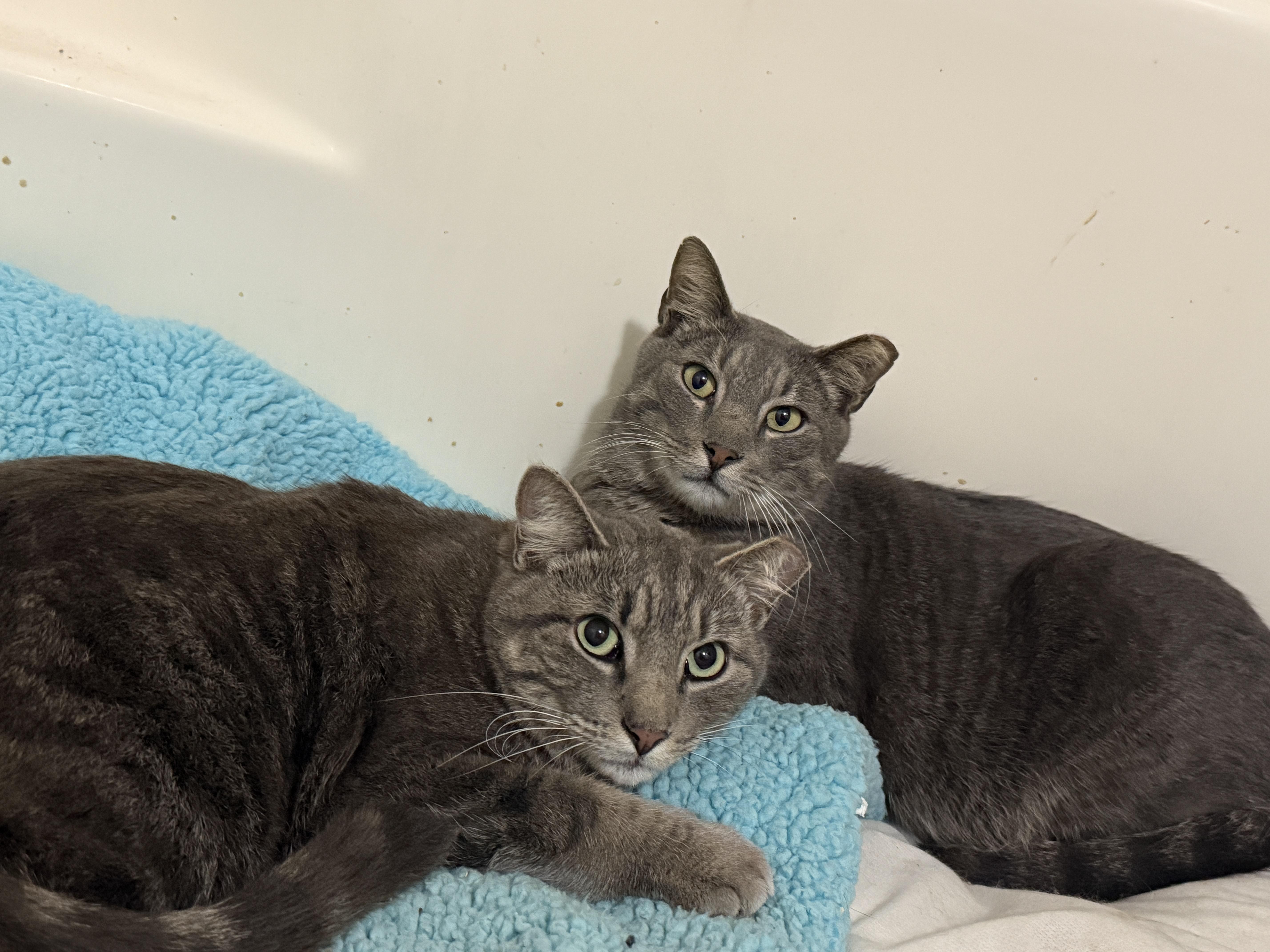 Lloyd & Larry thumbnail 3