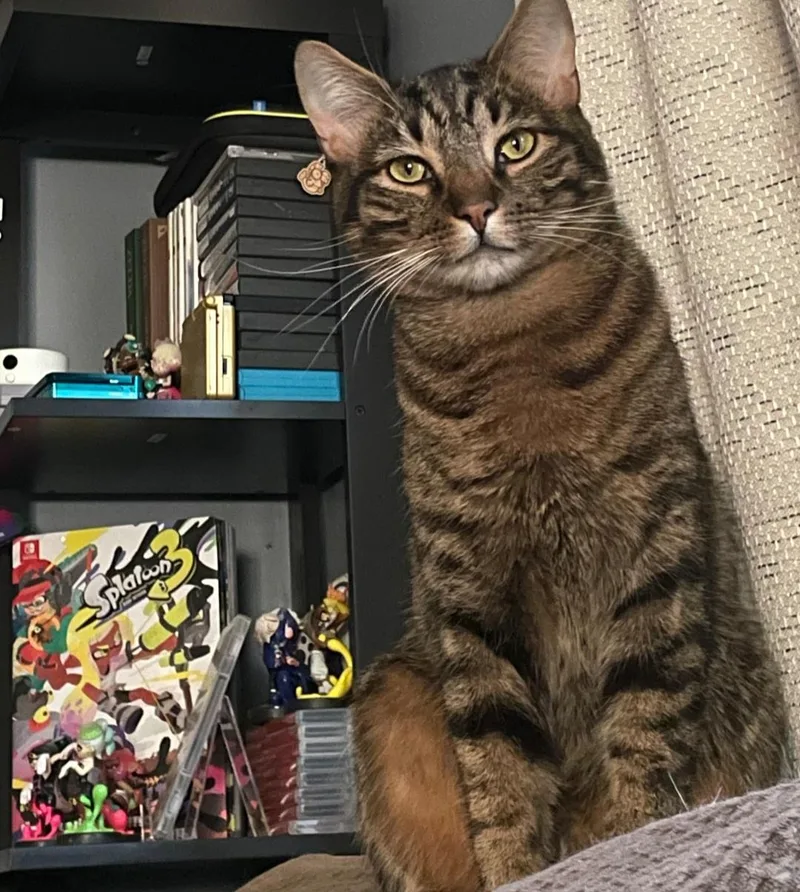 A young medium-sized male Tabby (Brown / Chocolate) Domestic Short Hair cat named Courtesy Listing Baki & for adoption in Carthage, NC