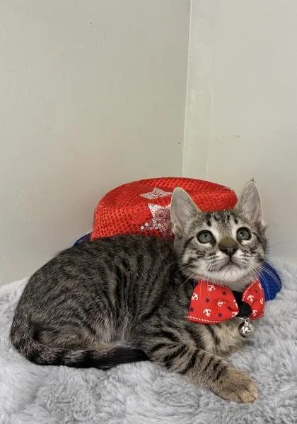 A baby medium-sized male Domestic Short Hair cat named Bruce for adoption in Picayune, MS