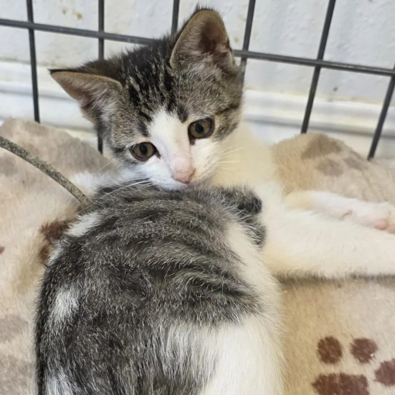 A baby small-sized female White Domestic Short Hair cat named Martha for adoption in Wiggins, MS