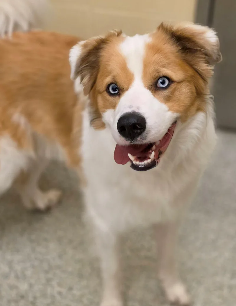 A young medium-sized male Australian Shepherd dog named Rocky for adoption in Baldwin, MD