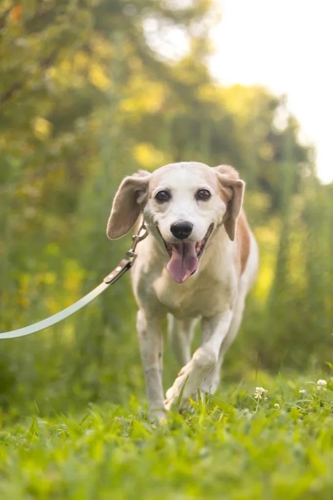 A senior medium-sized female Hound dog named Delphi for adoption in Raleigh, NC