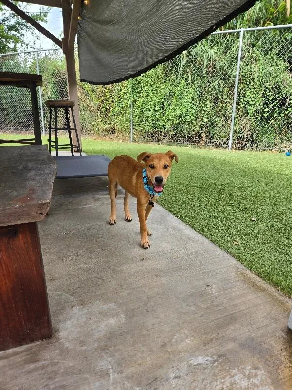 A baby medium-sized male Brown / Chocolate Labrador Retriever dog named Benny for adoption in Houston, TX