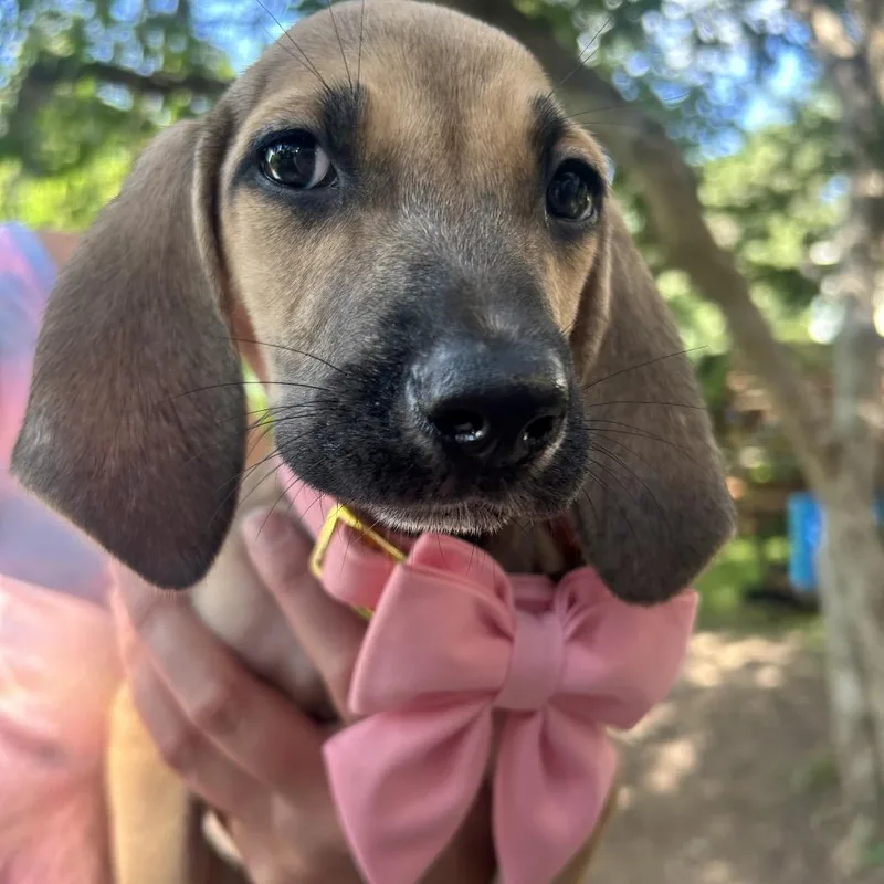 A baby medium-sized female Brown / Chocolate Coonhound dog named Ladybird for adoption in Austin, TX