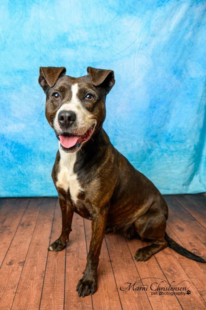 An adult medium-sized female Pit Bull Terrier dog named Kimber for adoption in Rock Springs, WY