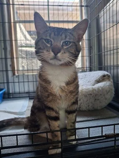 A young small-sized male Domestic Short Hair cat named Cheese for adoption in Lunenburg, MA