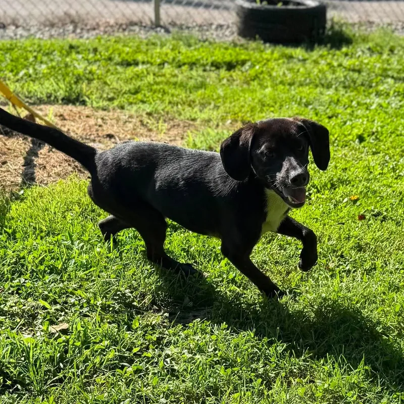 A young medium-sized male Black Mixed Breed dog named Pebble for adoption in Leitchfield, KY