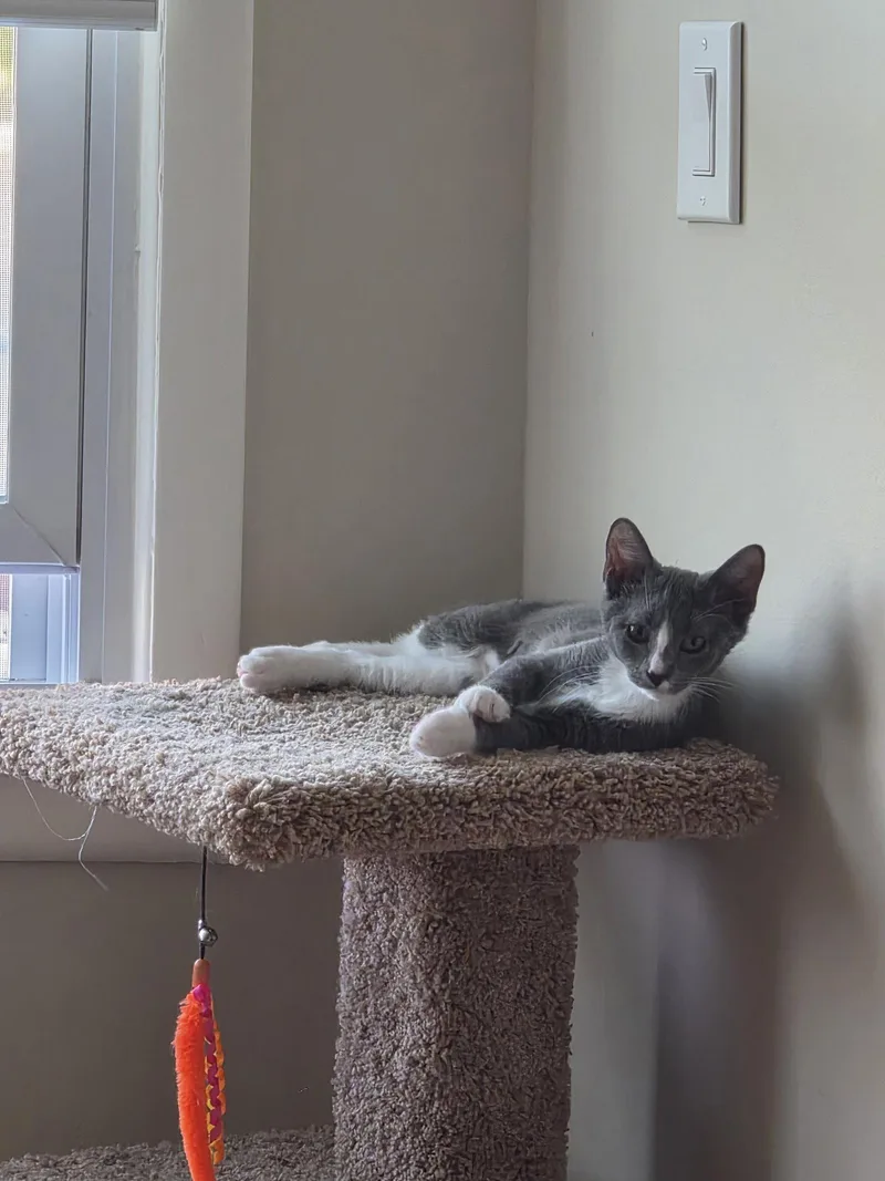 A baby medium-sized male Gray & White Domestic Short Hair cat named Quincy Jones BONDED for adoption in Naugatuck, CT