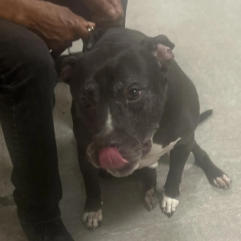 A senior medium-sized male Black Pit Bull Terrier dog named Max Sinatra for adoption in Philadelphia, PA