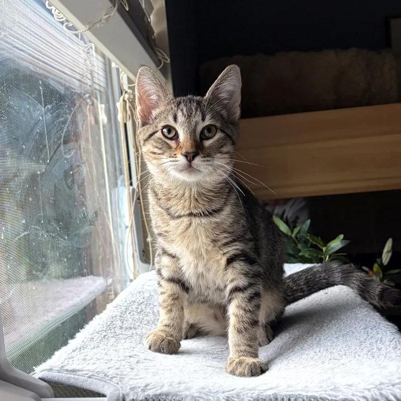 A baby small-sized male Tabby (Buff / Tan / Fawn) Domestic Short Hair cat named Jack for adoption in Houston, TX