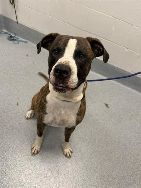 A young medium-sized male Boxer dog named Dustin for adoption in Indianapolis, IN