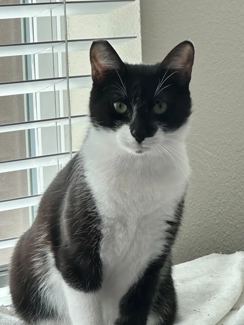 Ziva