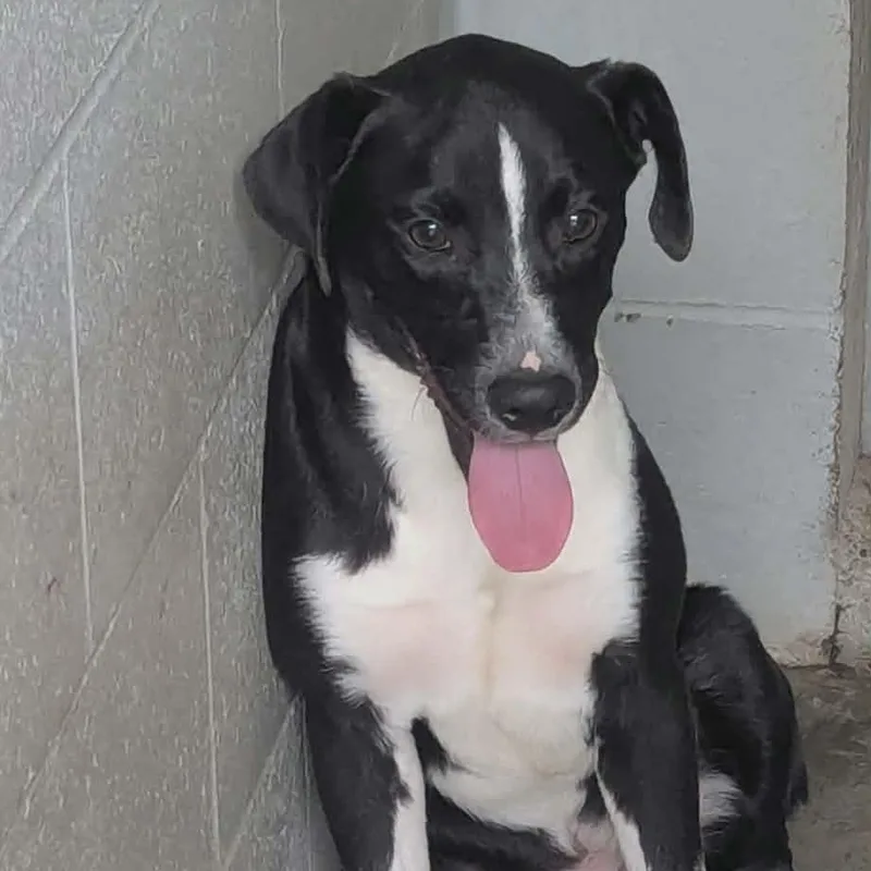 A young medium-sized male Black Mixed Breed dog named Pepper for adoption in Logan, OH
