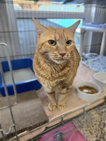 An adult medium-sized male Orange / Red Domestic Short Hair cat named Taco for adoption in Key West, FL