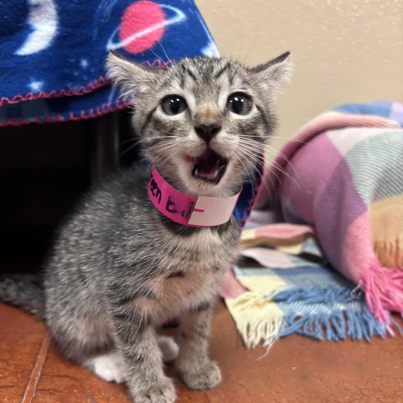 A baby small-sized female Brown / Chocolate Domestic Short Hair cat named Emerald Jade Green Ball for adoption in Santa Barbara, CA