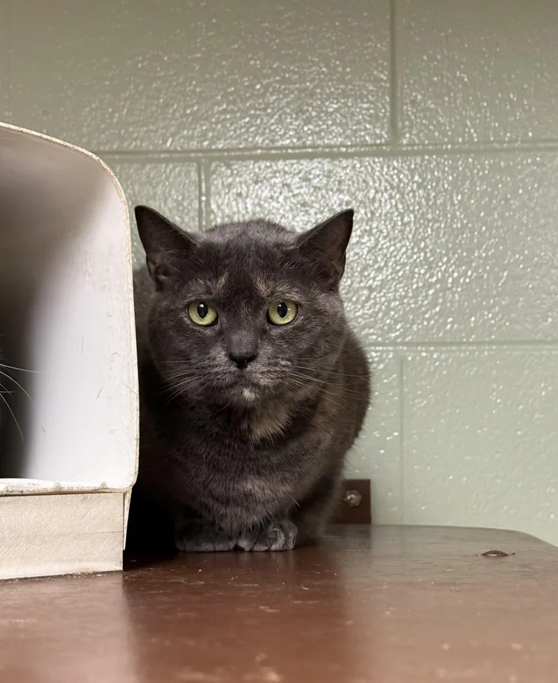 A senior medium-sized female Domestic Short Hair cat named Love for adoption in Brownsville, VT