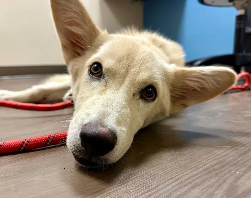 A baby medium-sized male White German Shepherd dog named Seamus for adoption in Londonderry, NH