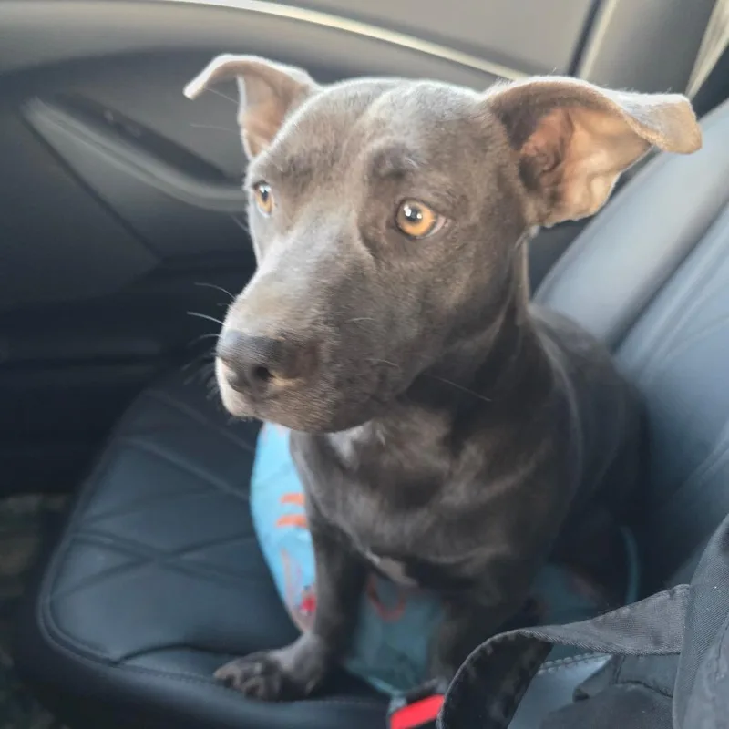 A young small-sized female Gray / Blue / Silver Pit Bull Terrier dog named Trixi for adoption in Chandler, AZ