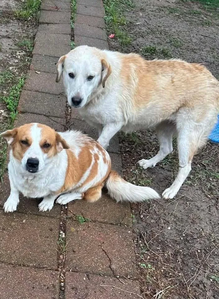 An adult medium-sized female White / Cream Labrador Retriever dog named Vanna White for adoption in Richardson, TX