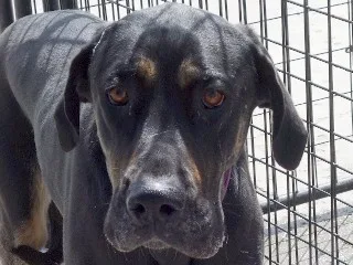 Buttercup Aka Butters thumbnail 3