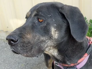 Buttercup Aka Butters thumbnail 5