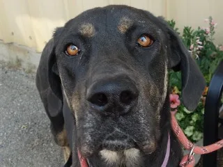 Buttercup Aka Butters