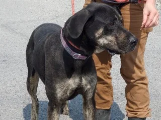 Buttercup Aka Butters thumbnail 6