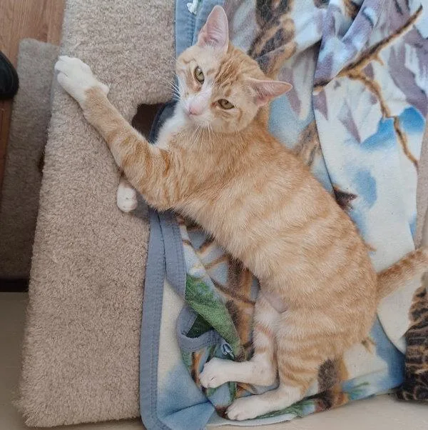 A young medium-sized female Orange & White Tabby cat named Annabelle for adoption in San Jose, CA