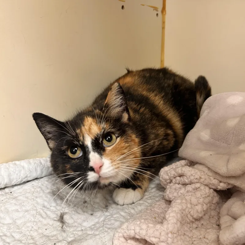An adult medium-sized female Calico Domestic Short Hair cat named Clementine for adoption in Myerstown, PA