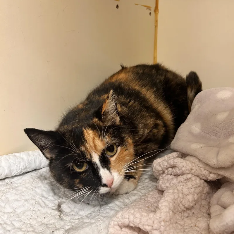 Clementine thumbnail 2