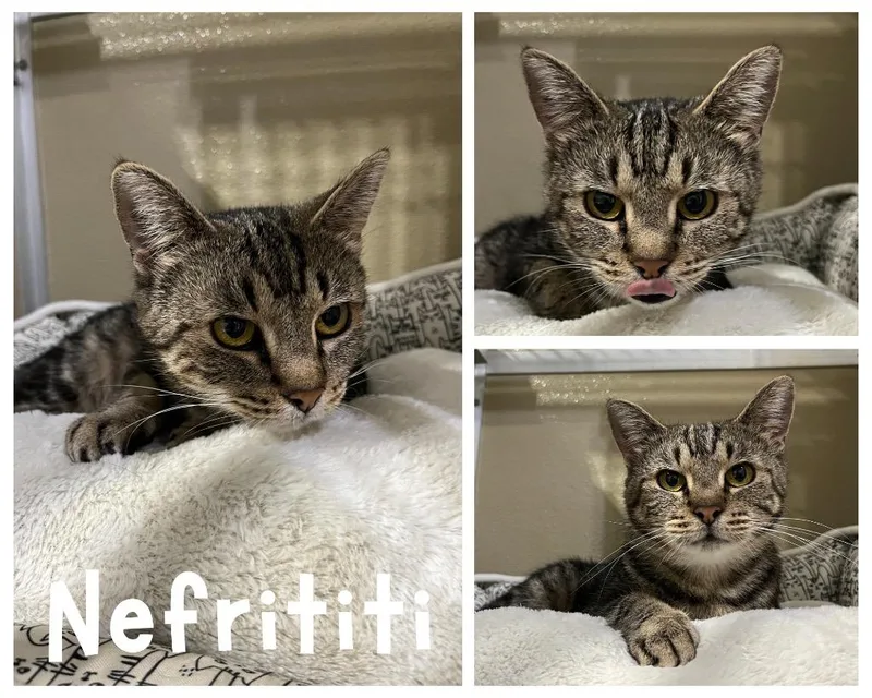 A young small-sized female Orange & White Domestic Short Hair cat named Nefertiti for adoption in Pierceton, IN